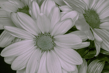 Black and white daisies blooming