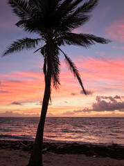 Palm tree in a tropical sunset