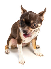 Cute Chihuahua dog on White Background, Brown Chihuahua dog isolated on white background With clipping path. 