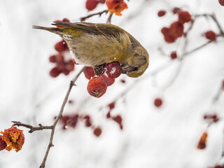 Red Crossbill female sitting on the tree branch and eats wild apple berries. Crossbill bird eats berries.