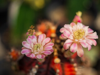 close up pink cactus blooming in the farm