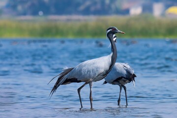Demoiselle crane at river. Crane bird. Grus virgo.