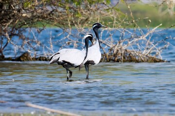Demoiselle cranes at river. Grus virgo. Crane bird.