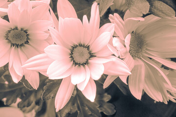 Black and white photo of daisies