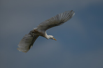 ardea alba/ white heron portrait africa kenya