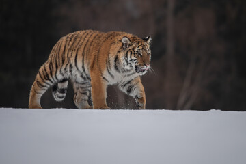 Siberian Tiger running in snow. Beautiful, dynamic and powerful photo of this majestic animal. Set in environment typical for this amazing animal. Birches and meadows