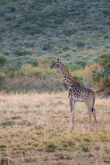 Giraffe in front Amboseli national park Kenya masai mara.(Giraffa reticulata) sunset.