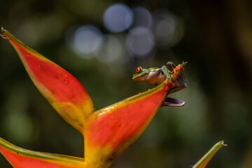 Red-eyed Tree Frog, Agalychnis callidryas, sitting on the green leave in tropical forest in Costa Rica.