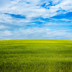 Fototapeta premium beautiful summer fields