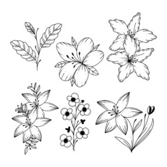 Tropical Floral Line Art Style Beautiful Flower Illustration Minimalist Design Template