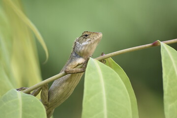 The chameleon on the branch scales on the skin A brown chameleon looks and rests on a tree. Wild lizard sitting in the forest with blurred background