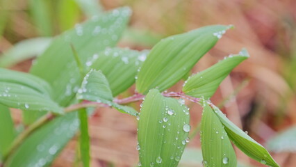 Sprouts blooming in spring in Korea