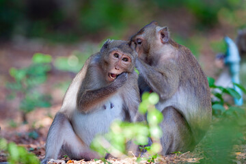 Macaque close-up in its natural habitat. Monkeys from Southeast Asia. Filmed in Cambodia