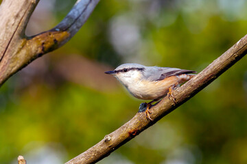 Obraz premium The Eurasian nuthatch or wood nuthatch (Sitta europaea) is a small passerine bird found throughout the Palearctic and in Europe.
