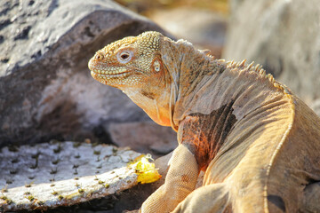 Barrington land iguana on Santa Fe Island, Galapagos National Park, Ecuador