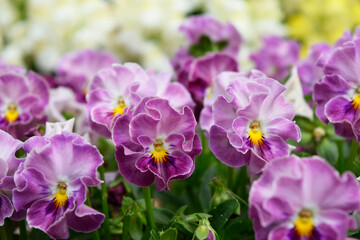 Fototapeta na wymiar 花壇に咲いた紫色のビオラ