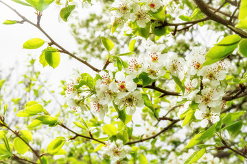Flowering pear tree