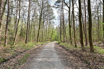 Walderlebnispfad Grabengrund, Wanderweg mit Pfad durch den Wald bei Schl&uuml;sselfeld, Franken, Bayern, Deutschland