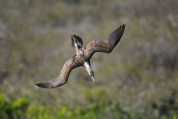 Blue-footed booby diving for fish near Santa Fe Island, Galapagos National Park, Ecuador.