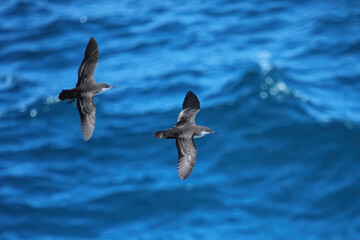 Galapagos shearwaters flying above the ocean, South Plaza Island, Galapagos National Park, Ecuador.