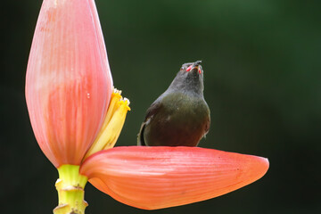 Grenada Race Bananaquit sitting on banana flower, Grenada island, Grenada