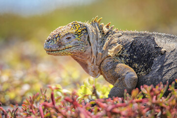 Galapagos land iguana on South Plaza Island, Galapagos National Park, Ecuador.