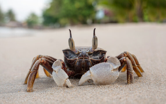 Horned ghost crab on the beach. Close-up. Sand crab. Summer vacation by the sea.