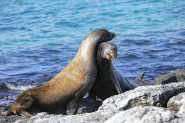 Galapagos sea lions playing on a rocky shore of South Plaza Island, Galapagos National Park, Ecuador.