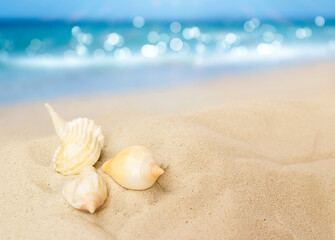 three seashells lie on the sand against the backdrop of the sea