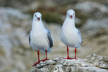 Red-billed gulls on the coast of Kaikoura peninsula, South Island, New Zealand