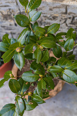 Close-up shots of camellia plant with buds about to bloom