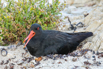Variable oystercatcher sitting on nest