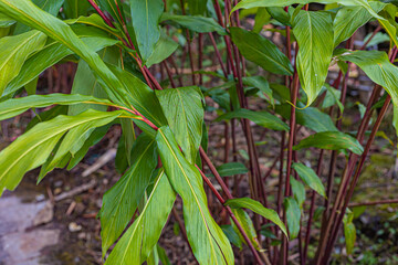 Obraz na płótnie Canvas Cardamom plants with yellow and green leaves