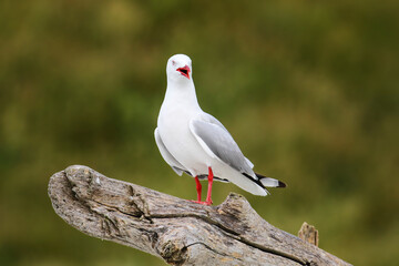 Red-billed gull sitting on a tree branch