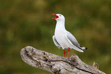 Red-billed gull calling, Kaikoura peninsula, South Island, New Zealand