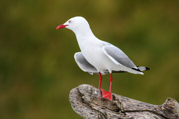 Red-billed gull sitting on a tree branch