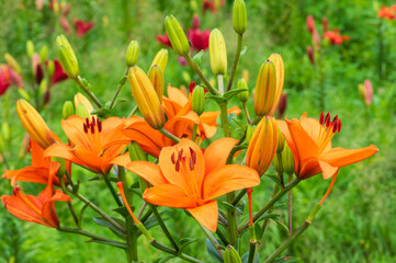 びわこ箱館山ゆり園のユリ