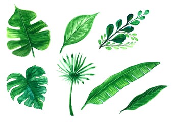 Fototapeta na wymiar Set of green tree leaf design illustration