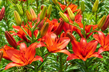 びわこ箱館山ゆり園のユリ