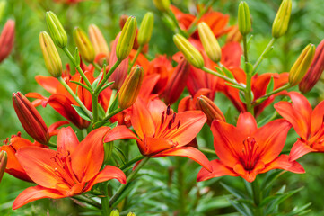 びわこ箱館山ゆり園のユリ