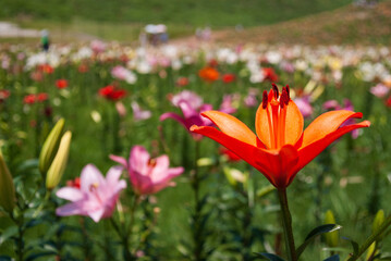 びわこ箱館山ゆり園のユリ