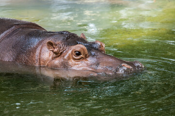 Fototapeta premium Hippopotamus in water