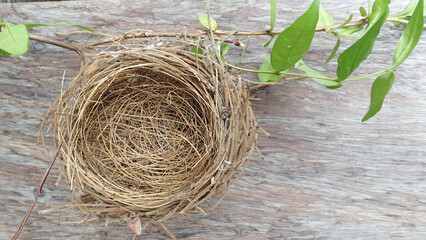 close up picture of bird nest 