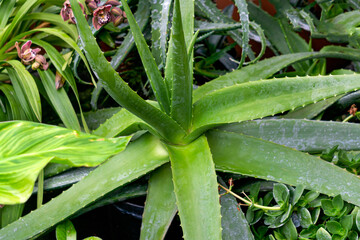 Obraz premium Aloe vera in a flower pot in a greenhouse. Home plants. medicinal flowers.