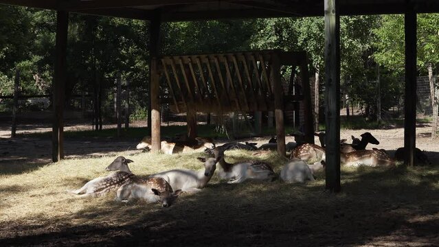 Fawn farm, animals deer zoo park
