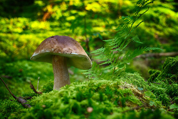 Cep or Boletus Mushroom growing in a forest