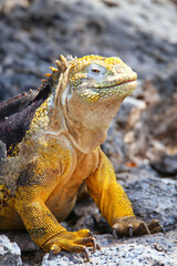 Galapagos land iguana on South Plaza Island, Galapagos National Park, Ecuador.