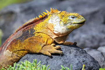 Galapagos land iguana on South Plaza Island, Galapagos National Park, Ecuador.