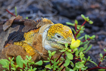 Galapagos land iguana eating flowers on South Plaza Island, Galapagos National Park, Ecuador