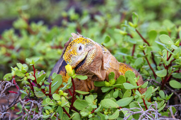 Galapagos land iguana eating flowers on South Plaza Island, Galapagos National Park, Ecuador